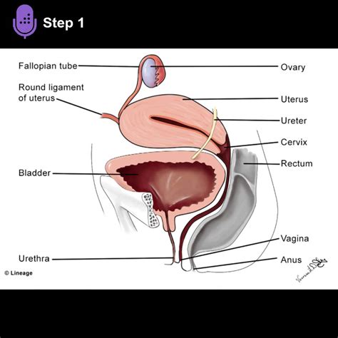 Cardinal Ligament Ureter