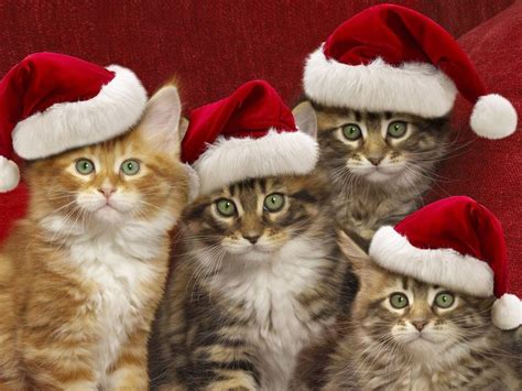 Christmas Cats Wallpapers - Wallpaper Cave