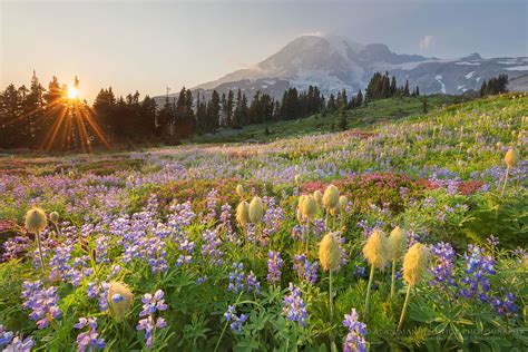 Photographing in Paradise Meadows Mount Rainier - Alan Majchrowicz