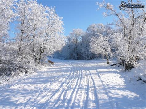 Camino cubierto de nieve