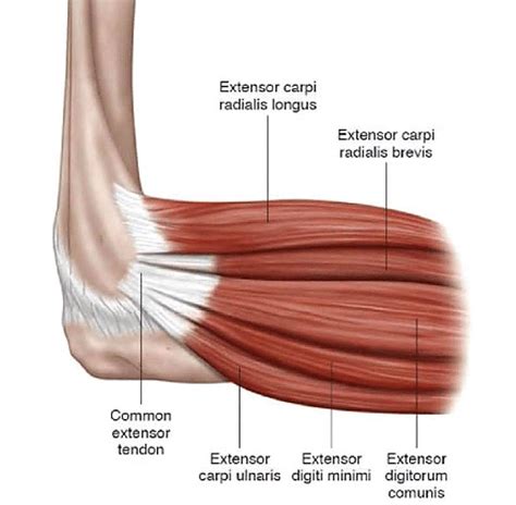 Elbow Treatment in Muskegon & Grand Haven, MI | Orthopaedic Associates ...