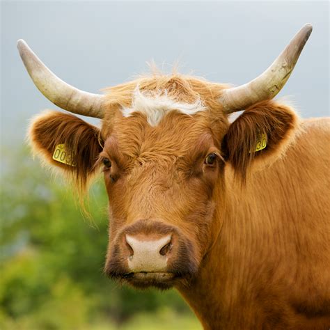 Picha:Cow horned portrait.jpg - Wikipedia, kamusi elezo huru