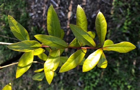 Laurel Oak - Southern Native Trees