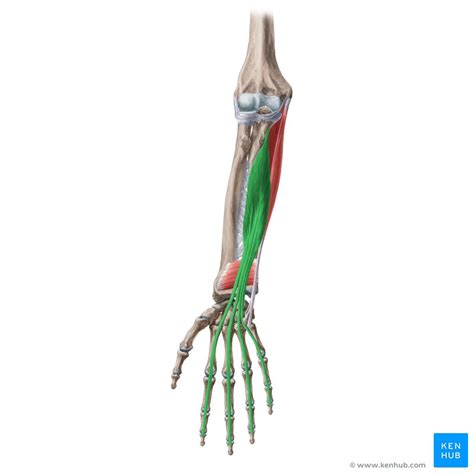 Flexor digitorum profundus: Origin, insertion, innervatio | Kenhub