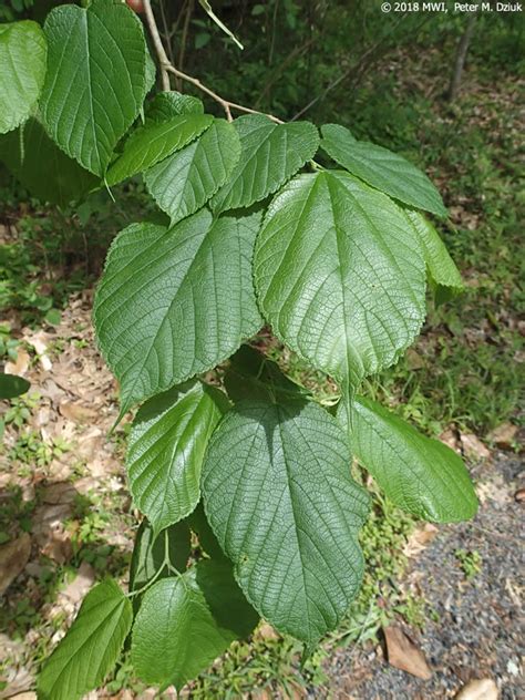 Morus rubra (Red Mulberry): Minnesota Wildflowers