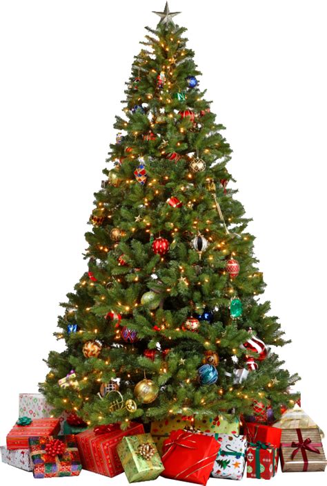 Home » HOLIDAYS » Christmas tree » Christmas tree PNG | Christmas tree ...