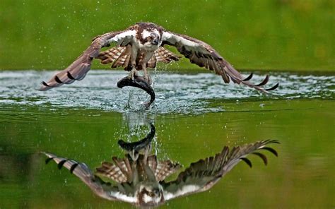 Osprey Bird wallpaper | animals | Wallpaper Better