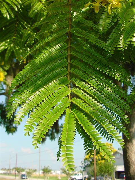 Peltophorum Pterocarpum Tree 10/100/500 Seeds, Fragrant Flowering Ferr | The Plant Attraction