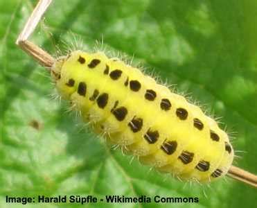 35 Black and Yellow Caterpillars (With Pictures) – Identification Guide