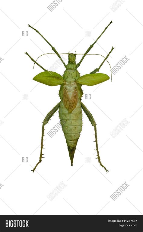 Giant Stick Insect Image & Photo (Free Trial) | Bigstock