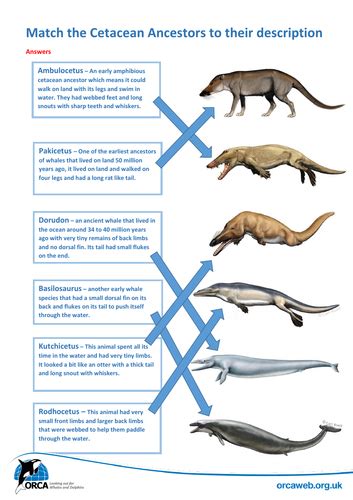 Whale Evolution and Adaptations | Teaching Resources