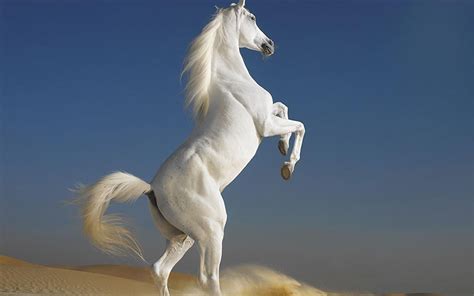 🔥 [57+] Horse Wallpapers Images | WallpaperSafari