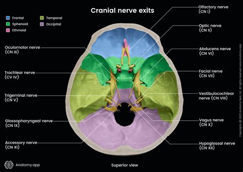 Cranial Nerves Encyclopedia Learn Anatomy 3D Models, , 41% OFF