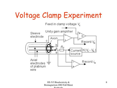 PPT - Cable Model Voltage Clamp Propagation of an Action Potential ...