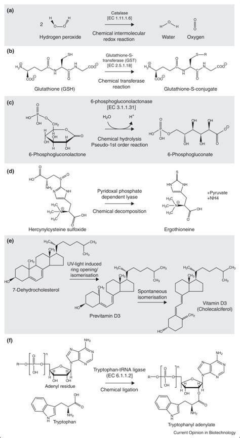 Examples for biologically important non-enzymatic chemical reactions ...