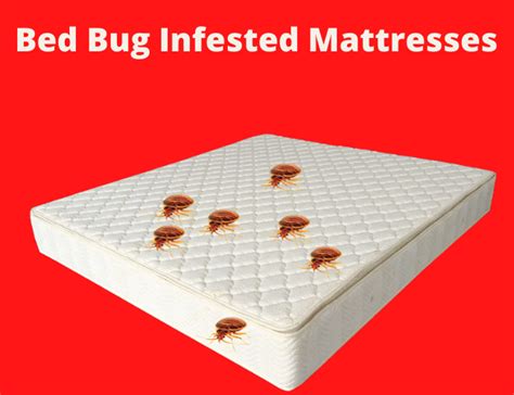 Disposal of Bed Bug Infested Mattresses - Help See Our Tips & Tricks