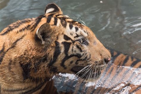 Premium Photo | Bengal tiger in water