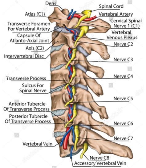 Cervical Radiculopathy Pinched Nerve Disc Herniation - vrogue.co