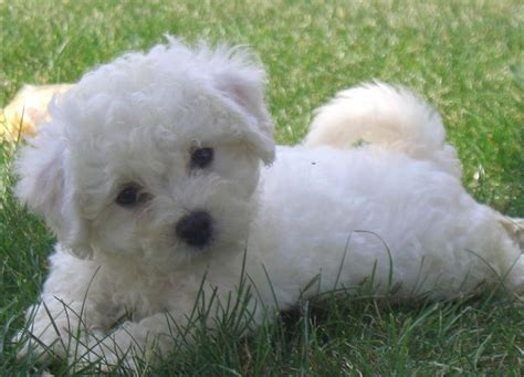 bichon frise puppies | Cute bichon frise puppies Best Puppies, Cute Puppies, Dogs And Puppies ...