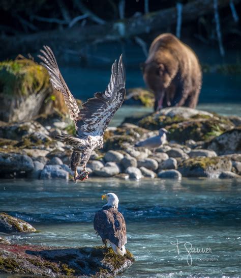 Chilkoot River Private Tour - T Ganner Photography