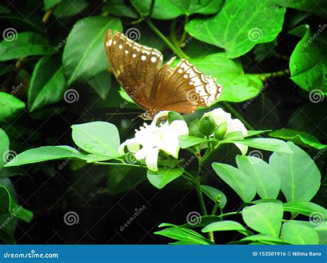 Beautiful Butterfly Euploea Core, the Common Crow is a Common Butterfly ...