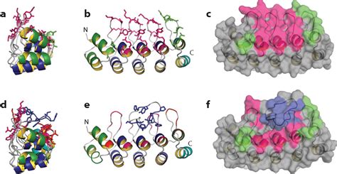 [PDF] Designed Ankyrin Repeat Proteins ( DARPins ) : Binding Proteins for Research , Diagnostics ...