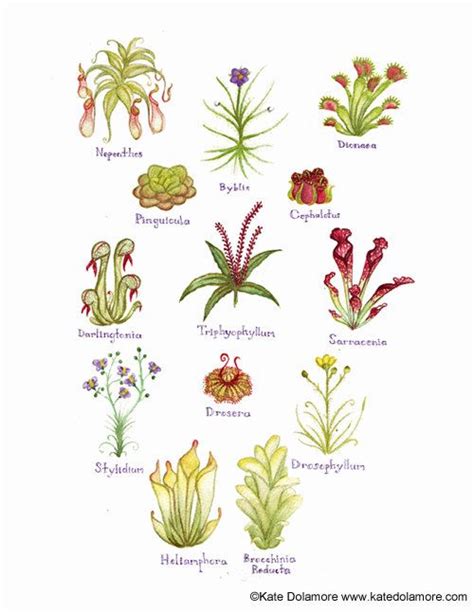 Carnivorous Plants Names - Plants BC