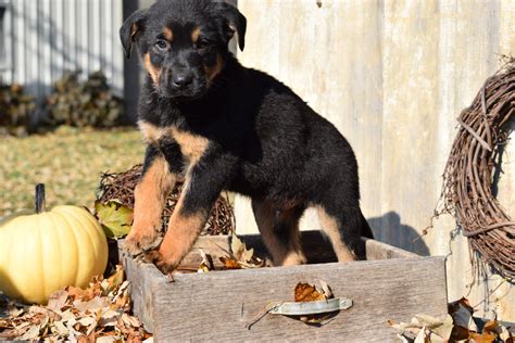 German Shepherd Rottweiler Mix Puppy For Sale Millersburg Ohio Rocky M ...