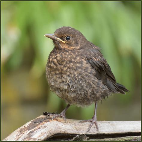 Baby Blackbirds In My Garden (image 1 of 6) | Flickr - Photo Sharing!