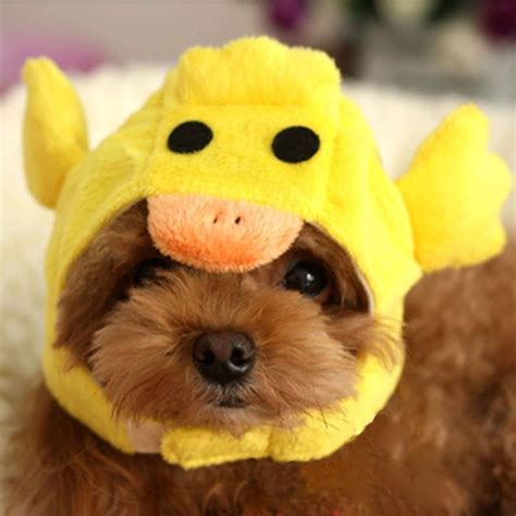 Adorable Hats For Dogs