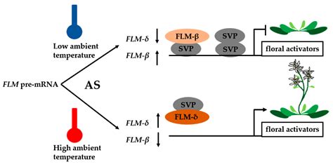 IJMS | Free Full-Text | Alternative Splicing in Plant Genes: A Means of ...