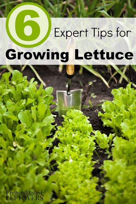 6 Tips for Growing Lettuce