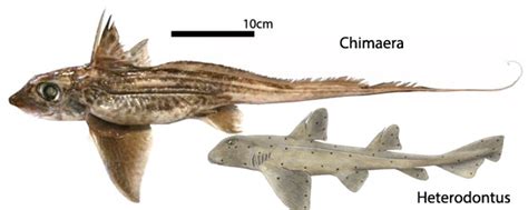 Helodus, Belantsea, Deltoptychius, Delphyodontos, Obruchevodus, Rhinochimaera, Callorhinchus and ...