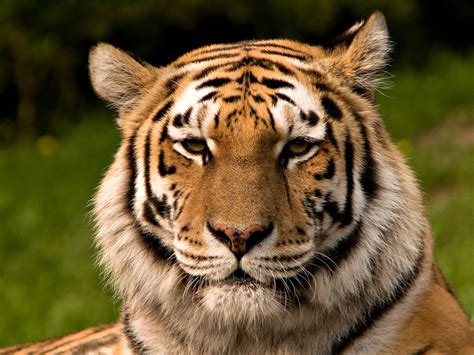 File:Siberischer tiger de edit02.jpg - Wikimedia Commons