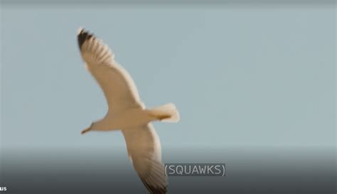 Seagull Motif / Symbolism? : r/TheWhiteLotusHBO