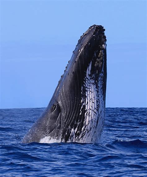 Humpback Whale Head Lunge off of the Na Pali Coast (Kauai) - NA PALI RIDERS