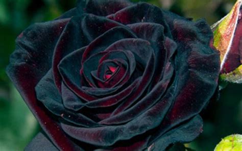 Are Black Roses A Reality? Actual Meaning & Symbolism