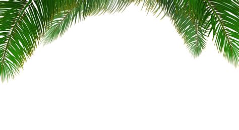 Transparent Background Palm Tree Leaves Png - Mundopiagarcia