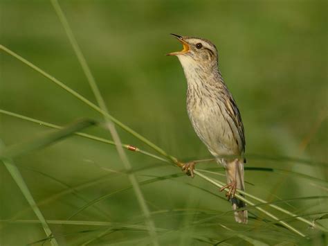 Aquatic Warbler Bird Facts (Acrocephalus paludicola) | Bird Fact