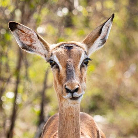 Female Impala (Aepyceros Melampus) Portrait in Kruger National Park Stock Photo - Image of ...