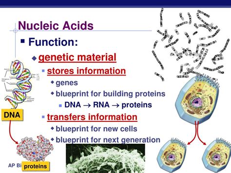 PPT - CH. 5 Macromolecules: part 2-proteins & nucleic acids PowerPoint Presentation - ID:6847475