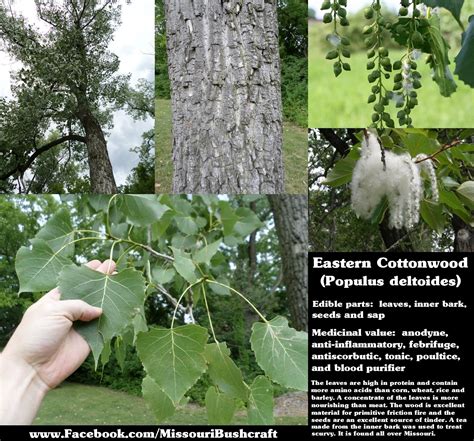 eastern cottonwood tree seeds - Of Moment Weblog Art Gallery