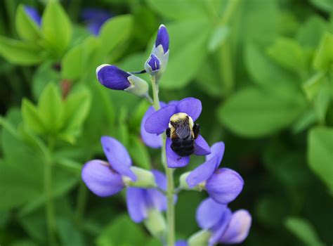 Baptisia australis - Blue False Indigo - the landscape of us | Indigo plant, Blue and purple ...