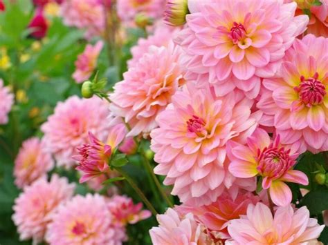 Dahlia: The National Flower Of Mexico