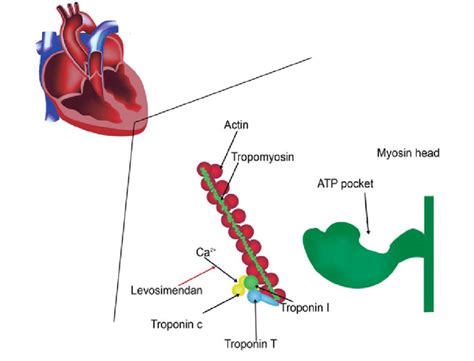 1 Levosimendan myocardial mechanism of action | Download Scientific Diagram