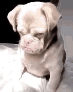 Dogs Angry GIF - Dogs Angry Angrydog - Discover & Share GIFs