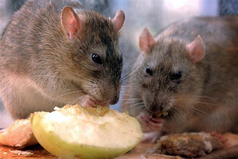 Rat and mouse infestations have surged during lockdown, pest controllers find | London Evening ...