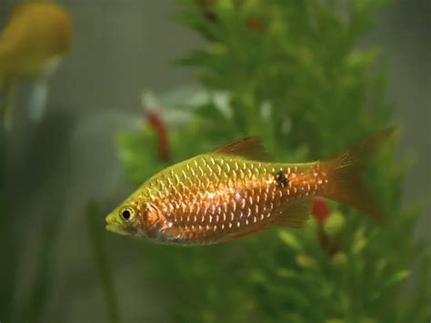 Gold Barb Care Guide & Species Overview | Fishkeeping World