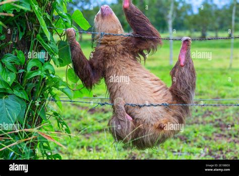 The sloth on the tree in Costa Rica, Central America Stock Photo - Alamy