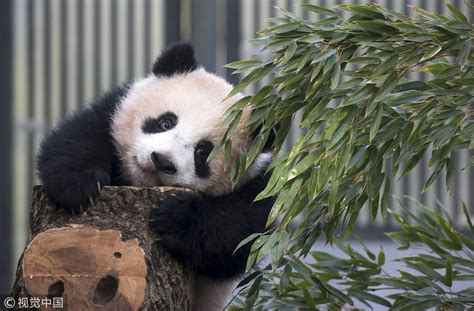 Passion for pandas overwhelms Tokyo zoo - CGTN